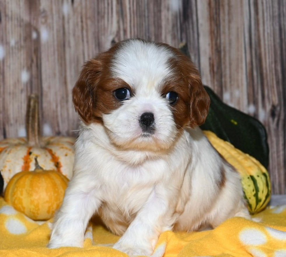 Adorable Cavalier King Charles Spaniel puppy