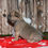 Thumbnail: Adorable fawn French Bulldog puppy