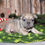Thumbnail: Adorable French Bulldog puppy on green blanket