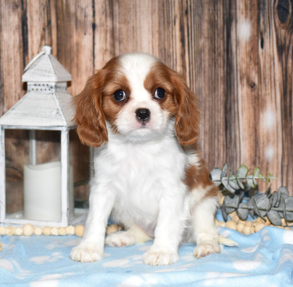 Adorable Cavalier King Charles Spaniel puppy