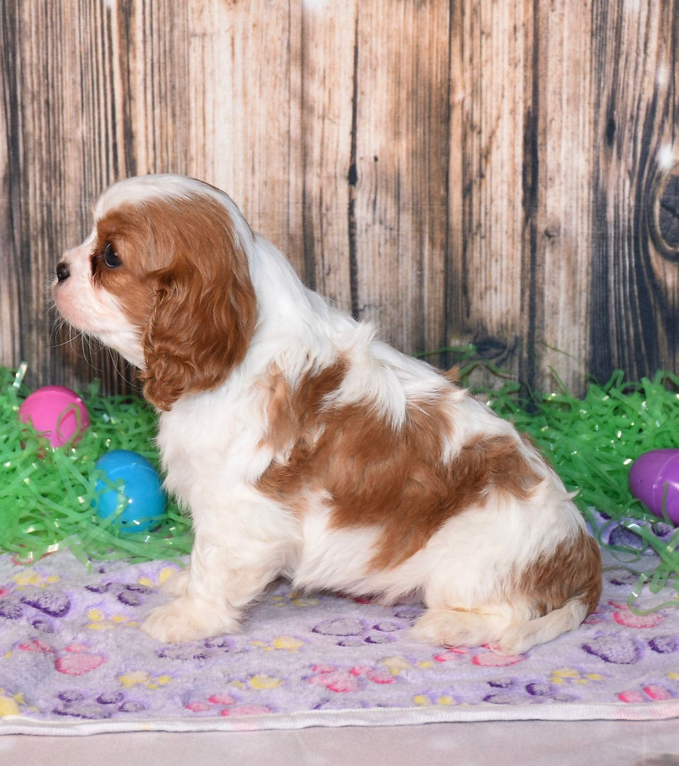 Thumbnail: Adorable Cavalier King Charles Spaniel puppy