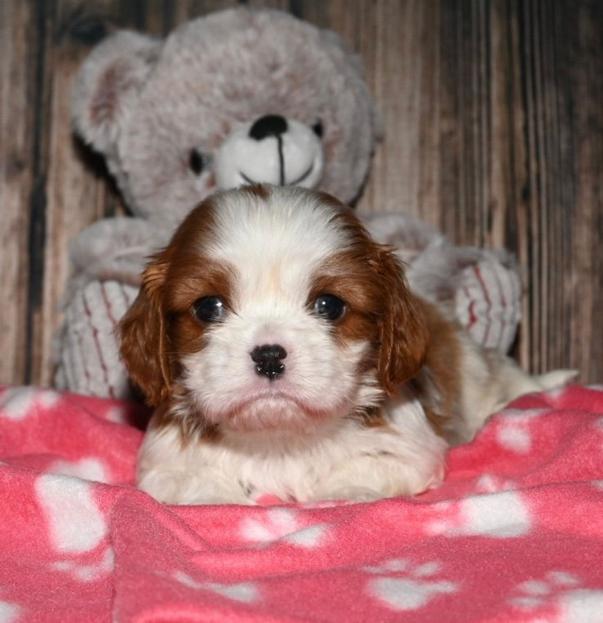 Thumbnail: Adorable Cavalier King Charles Spaniel puppy with teddy