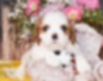 Adorable Cavalier King Charles Spaniel puppy with flowers