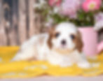 Adorable Cavalier King Charles Spaniel puppy