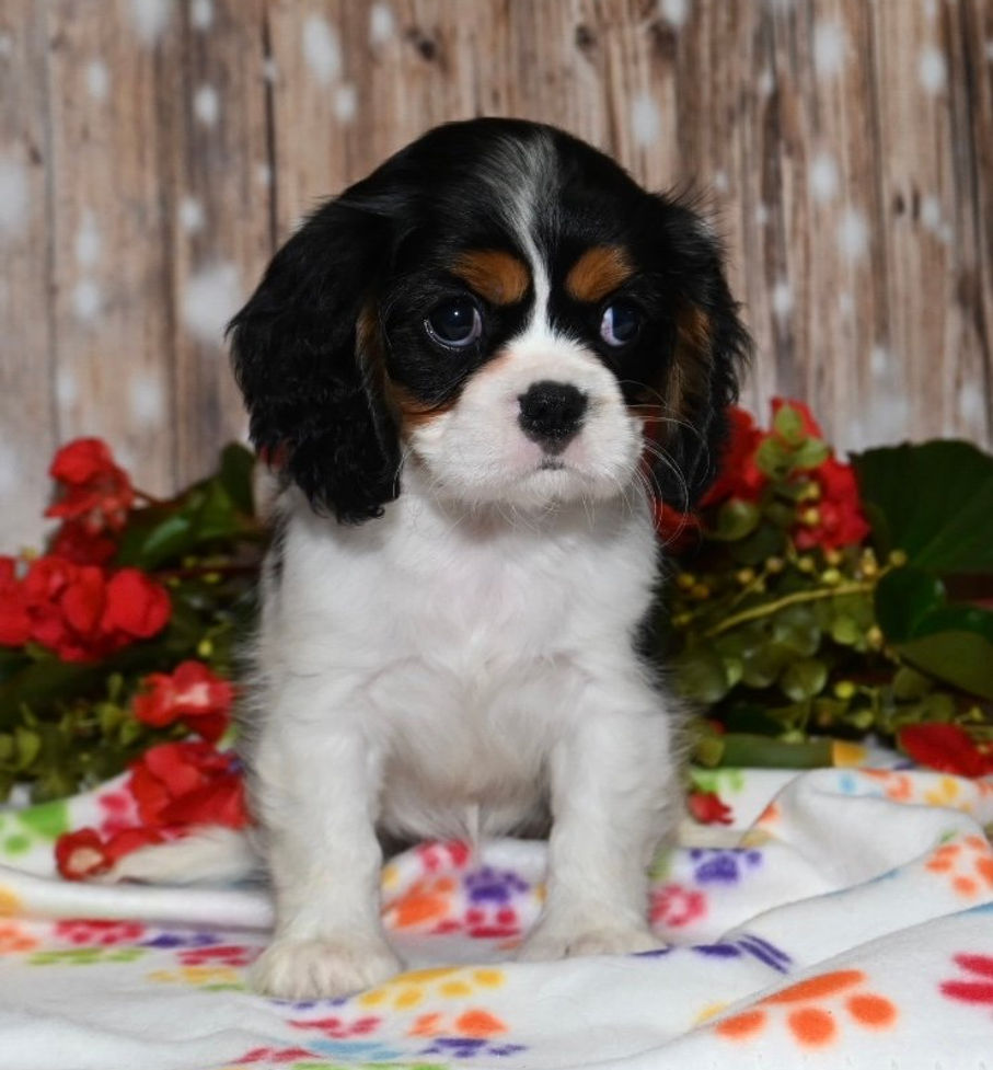 Thumbnail: Adorable Cavalier King Charles Spaniel puppy