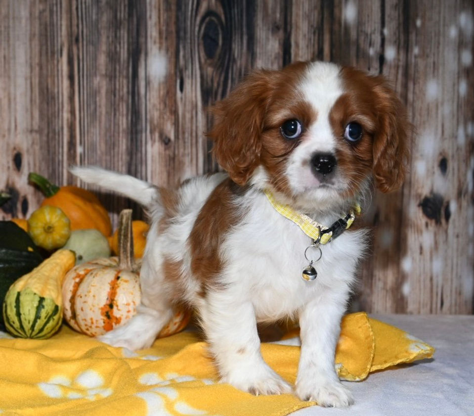 Adorable Cavalier King Charles Spaniel puppy
