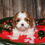 Thumbnail: Adorable Cavalier King Charles Spaniel puppy