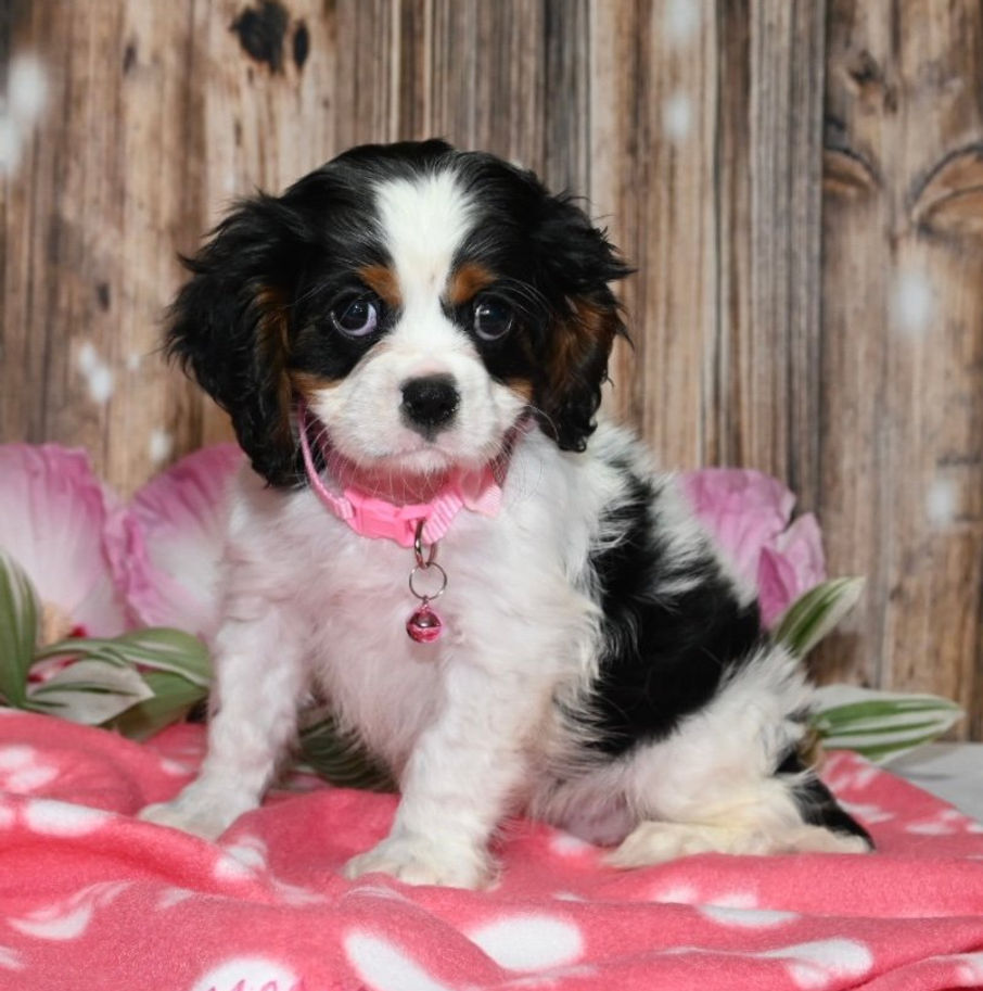 Thumbnail: Adorable Cavalier King Charles Spaniel puppy