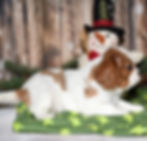 Adorable Cavalier King Charles Spaniel puppy