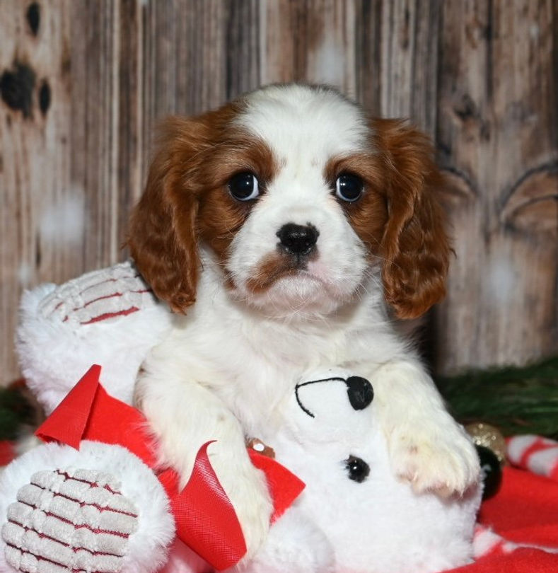 Adorable Cavalier King Charles Spaniel puppy in a stocking