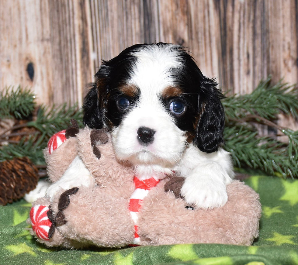 Adorable Cavalier King Charles Spaniel puppy with toy