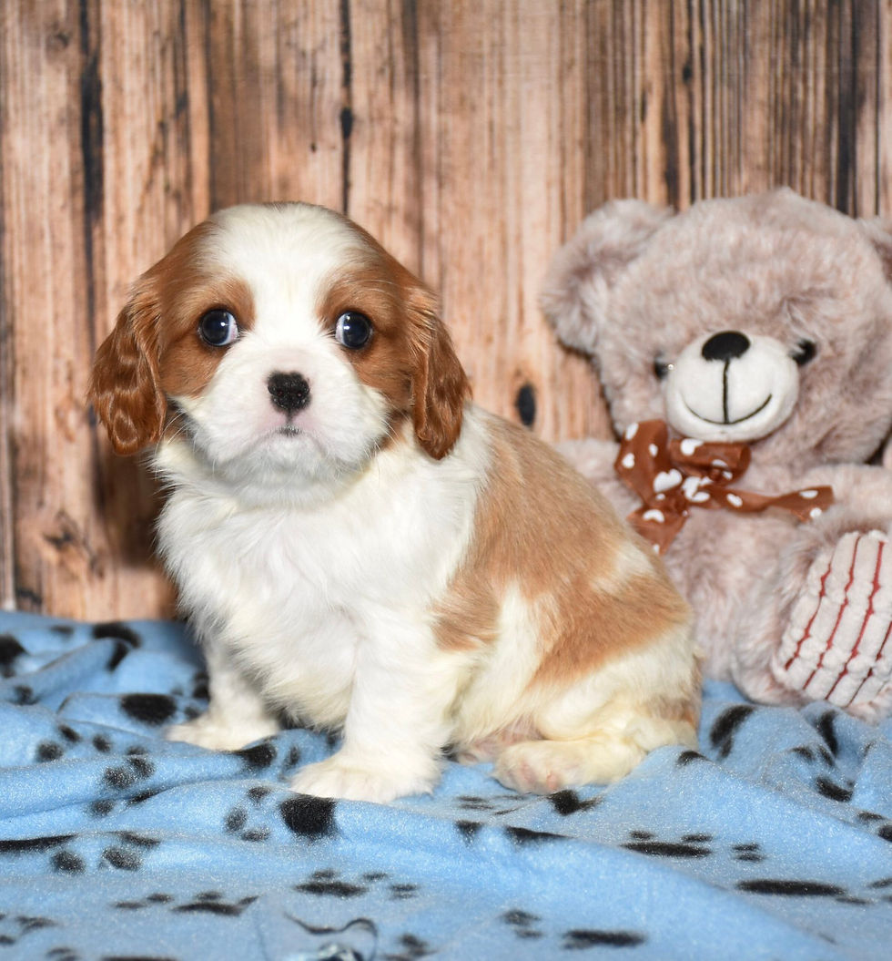Thumbnail: Adorable Cavalier King Charles Spaniel puppy with teddy bear