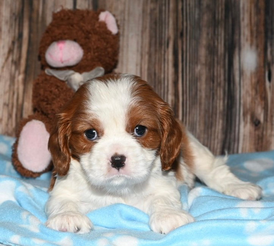 Thumbnail: Adorable Cavalier King Charles Spaniel puppy with teddy