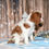 Thumbnail: Adorable Cavalier King Charles Spaniel puppy