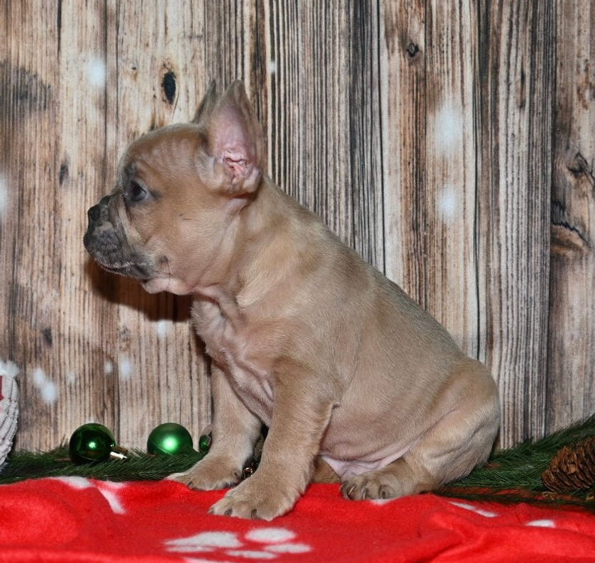 Thumbnail: Adorable tan French Bulldog puppy
