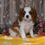 Thumbnail: Adorable Cavalier King Charles Spaniel puppy