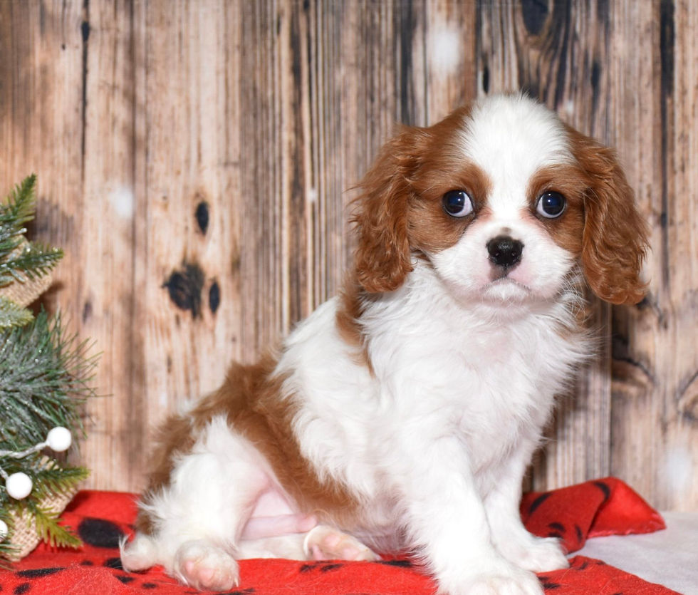 Thumbnail: Adorable Cavalier King Charles Spaniel puppy