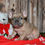 Thumbnail: Adorable fawn French Bulldog puppy