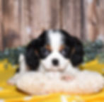 Adorable Cavalier King Charles Spaniel puppy