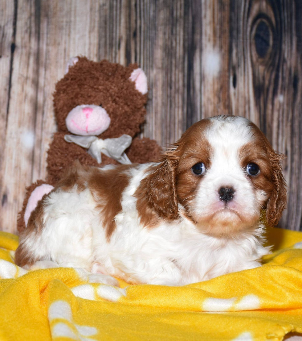 Thumbnail: Adorable Cavalier King Charles Spaniel puppy with toy