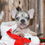 Thumbnail: Adorable merle French bulldog puppy in a Christmas stocking