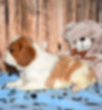 Adorable Cavalier King Charles Spaniel puppy
