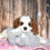 Thumbnail: Adorable Cavalier King Charles Spaniel puppy with toy
