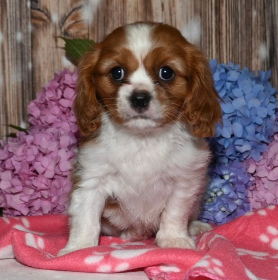 Thumbnail: Adorable Cavalier King Charles Spaniel puppy