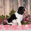 Thumbnail: Adorable Cavalier King Charles Spaniel puppy