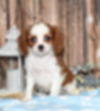 Adorable Cavalier King Charles Spaniel puppy
