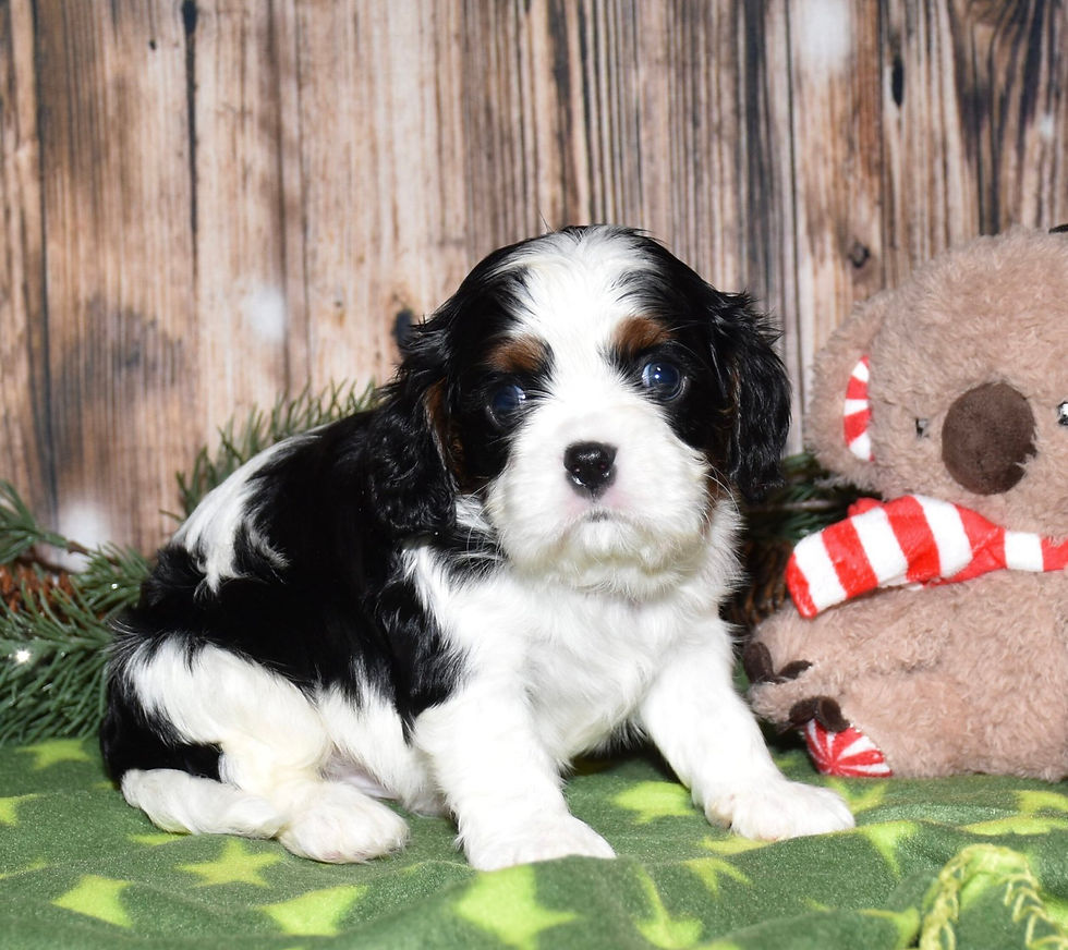 Adorable tri-color Cavalier King Charles Spaniel puppy
