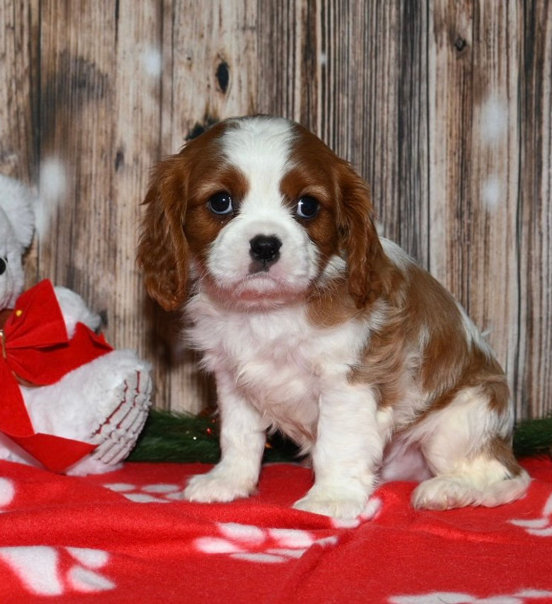 Adorable Cavalier King Charles Spaniel puppy