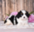Adorable Cavalier King Charles Spaniel puppy