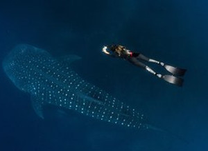 Diver above a whale