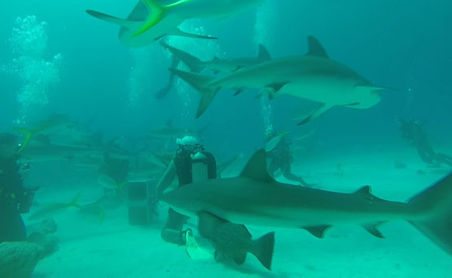 Scuba diver surrounded by several sharks in clear ocean water.