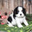 Thumbnail: Adorable Cavalier King Charles Spaniel puppy