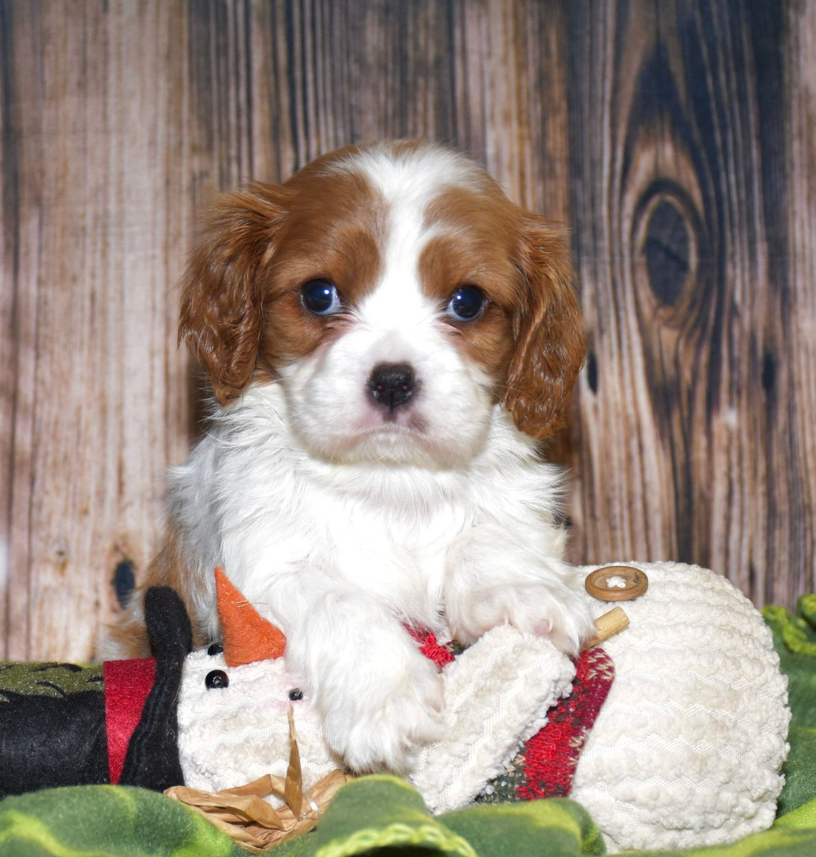 Adorable Cavalier King Charles Spaniel puppy