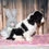 Thumbnail: Adorable black and white Cavalier King Charles Spaniel puppy