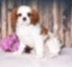 Adorable Cavalier King Charles Spaniel puppy
