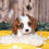Thumbnail: Adorable Cavalier King Charles Spaniel puppy
