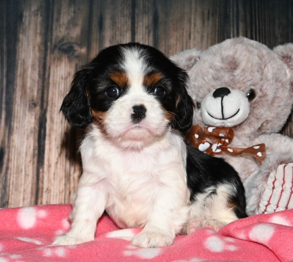 Adorable Cavalier King Charles Spaniel puppy with Teddy