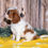 Thumbnail: Adorable Cavalier King Charles Spaniel puppy