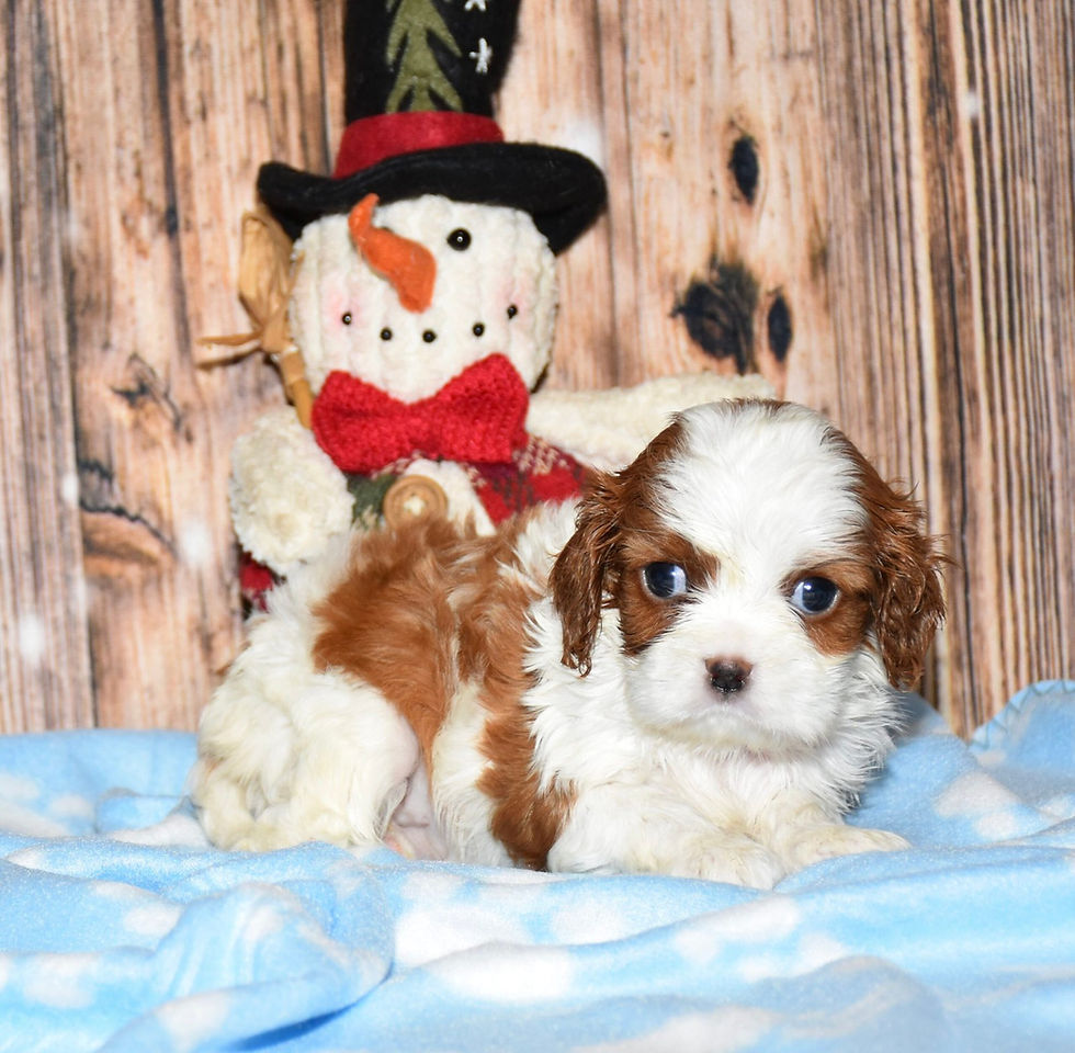 Thumbnail: Adorable Cavalier King Charles Spaniel puppy with snowman
