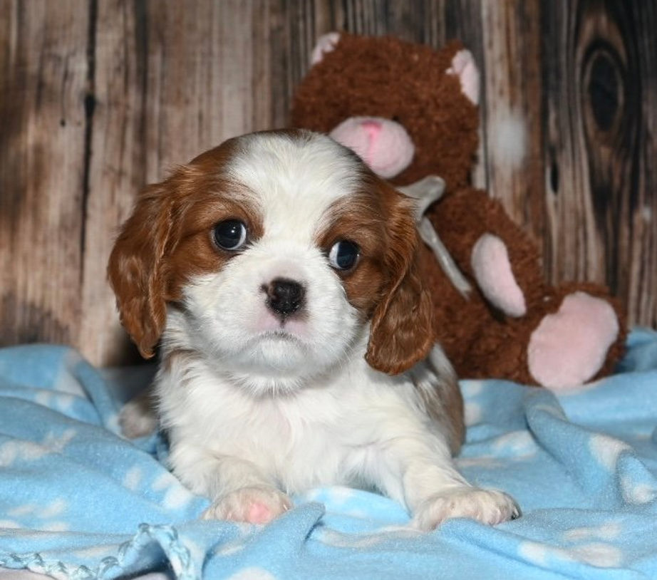 Thumbnail: Adorable Cavalier King Charles Spaniel puppy with Teddy