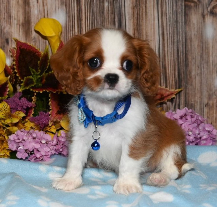 Adorable Cavalier King Charles Spaniel puppy