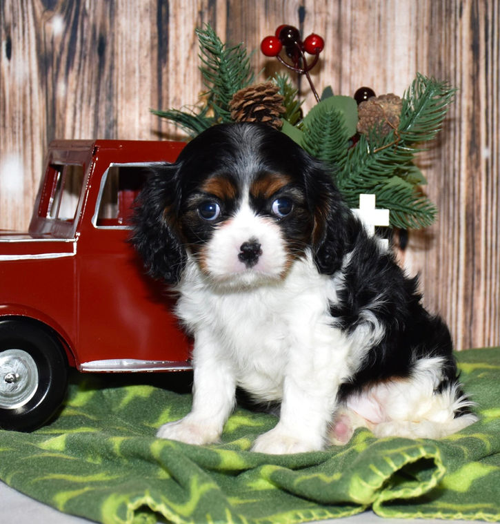 Adorable Cavalier King Charles Spaniel puppy