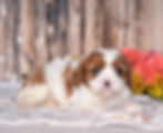 Adorable Cavalier King Charles Spaniel puppy