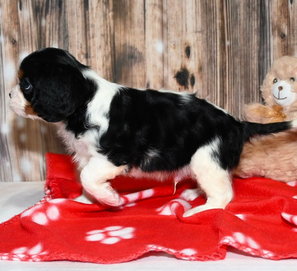 Adorable Cavalier King Charles Spaniel puppy