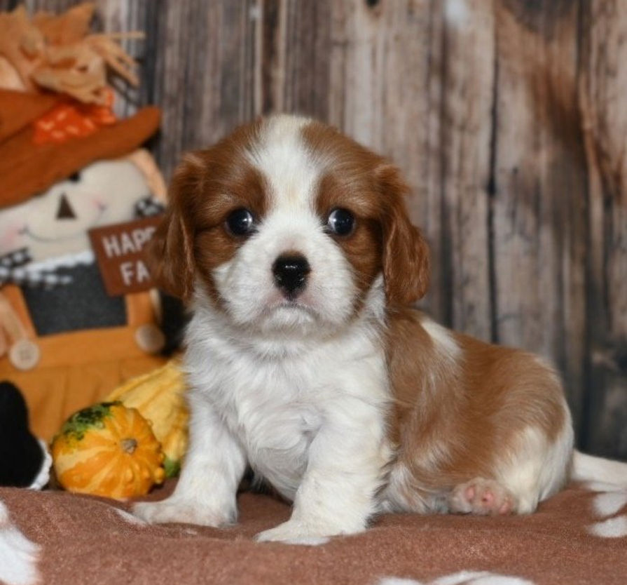 Adorable Cavalier King Charles Spaniel puppy