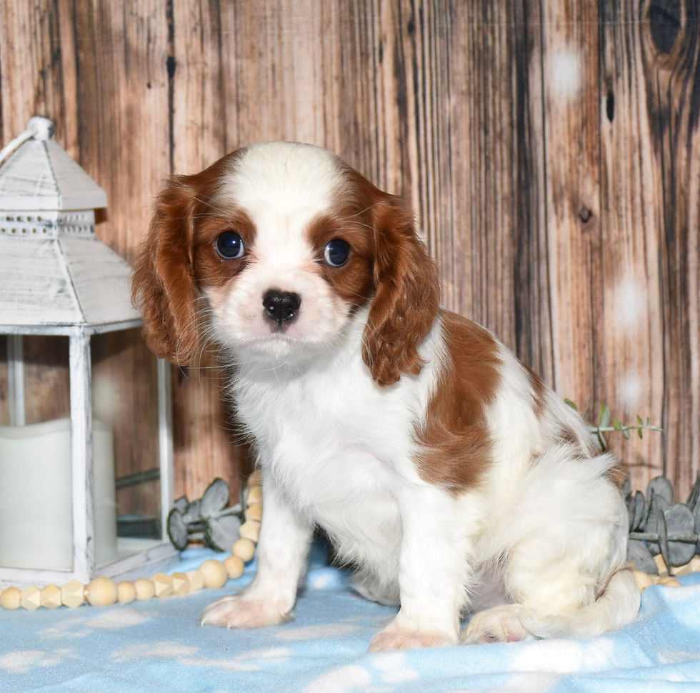 Adorable Cavalier King Charles Spaniel puppy